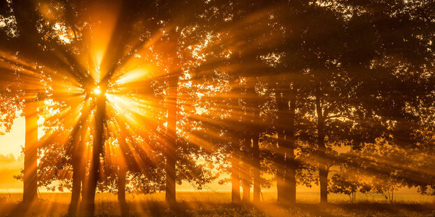 Sonnenstrahlen brechen durch einen Wald Sonnenstrahlen brechen durch einen Wald