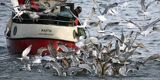 Möwen umkreisen Fischerboot