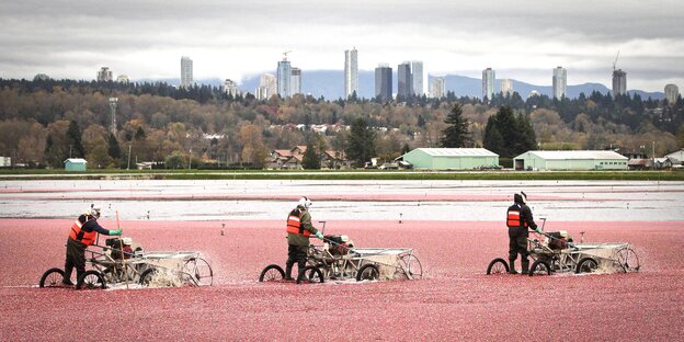 Drei Menschen ernten Cranberrys in der Nähe von Vancouver Drei Menschen ernten Cranberrys in der Nähe von Vancouver