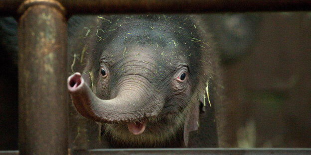 ein Babyelefant ein Babyelefant