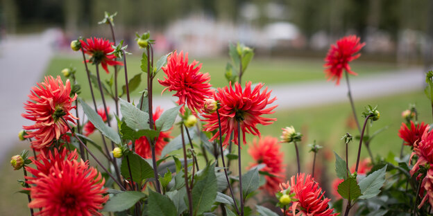 Rote Dahlien blühen auf einer Wiese Rote Dahlien blühen auf einer Wiese