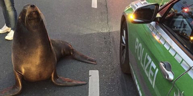 Seehund neben Polizeiauto Seehund neben Polizeiauto