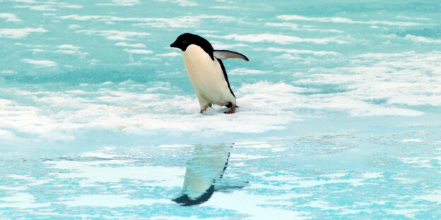 Ein Pinguin auf einer Eisscholle Ein Pinguin auf einer Eisscholle