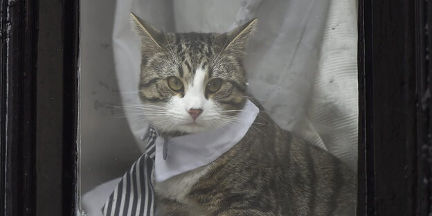 Julian Assanges Katze guckt aus dem Fenster - und strägt eine Krawatte Julian Assanges Katze guckt aus dem Fenster - und strägt eine Krawatte