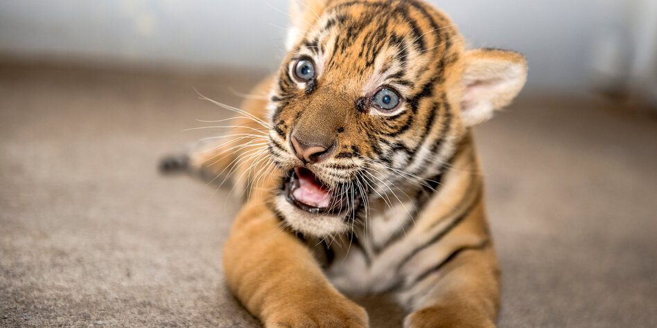 Tiger Als Haustier Tiger Als Haustier
