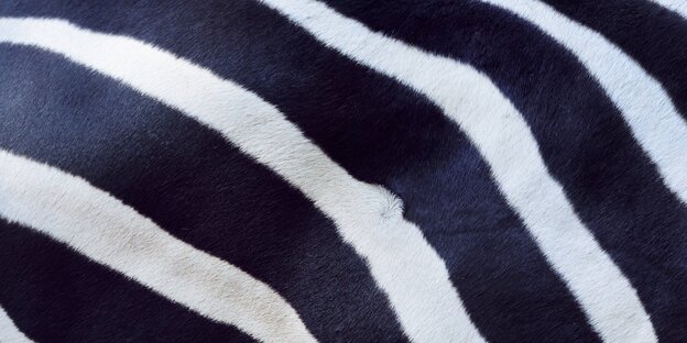 Streifen eines Zebras Streifen eines Zebras