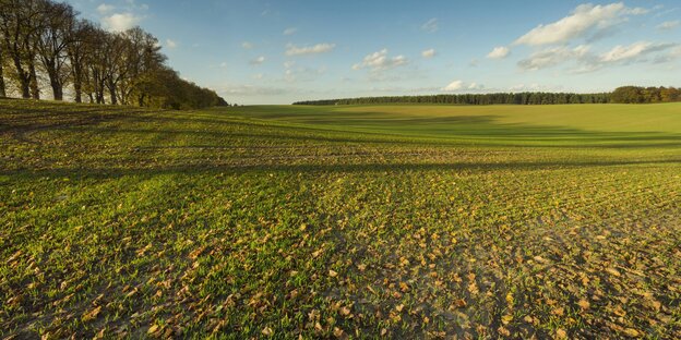 Acker mit langen Schatten einer Baumreihe Acker mit langen Schatten einer Baumreihe