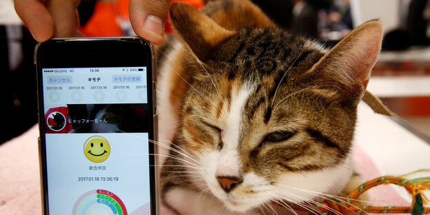 Smartphone und Katze