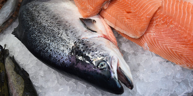 Fisch auf Eis Fisch auf Eis