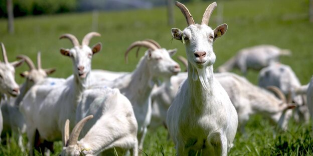 Eine kleine Herde weißer Ziegen auf einer grünen Wiese Eine kleine Herde weißer Ziegen auf einer grünen Wiese