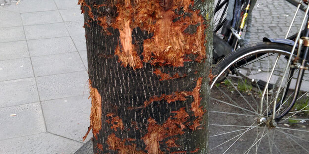 Beschädigung am Baum Beschädigung am Baum