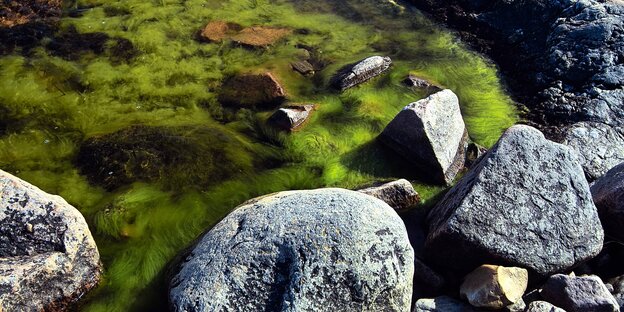 Steine am Wasser mit Algen Steine am Wasser mit Algen