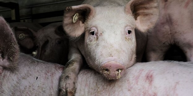 Ein Schwein legt im Transporter Fuß und Kopf auf dem Rücken eines anderen Schweins ab Ein Schwein legt im Transporter Fuß und Kopf auf dem Rücken eines anderen Schweins ab