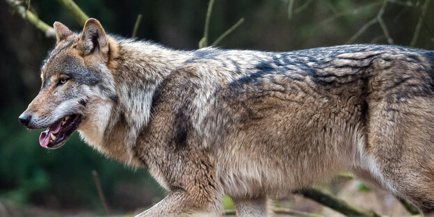 Ein laufender Wolf Ein laufender Wolf