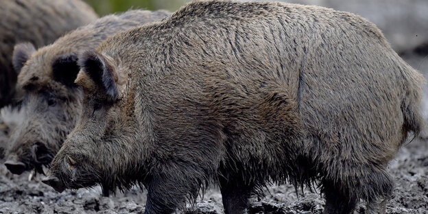 zwei Wildschweine