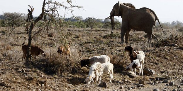 Ziegen und ein Elefant Ziegen und ein Elefant