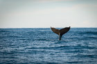 Eine Buckelwalflosse ragt aus dem Meer hervor