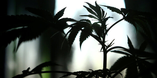 Eine Marijuana-Pflanze in Nahaufnahme Eine Marijuana-Pflanze in Nahaufnahme