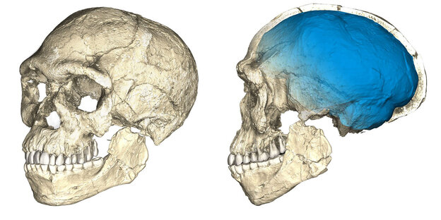 3-D-Animation des Schädels eines frühen Homo sapiens 3-D-Animation des Schädels eines frühen Homo sapiens