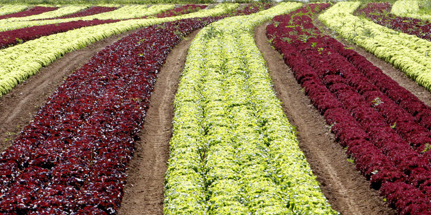 Eine Reihe grüner Salat ist gesäumt von zwei Reihen rotem Salat