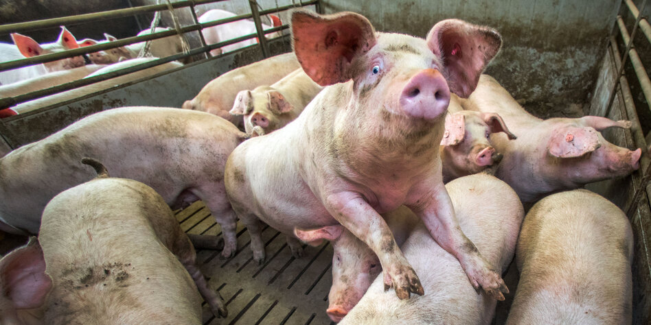 Sex Mit Schwein Sex Mit Schwein