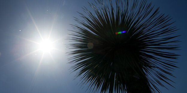Palme, daneben die Sonne Palme, daneben die Sonne
