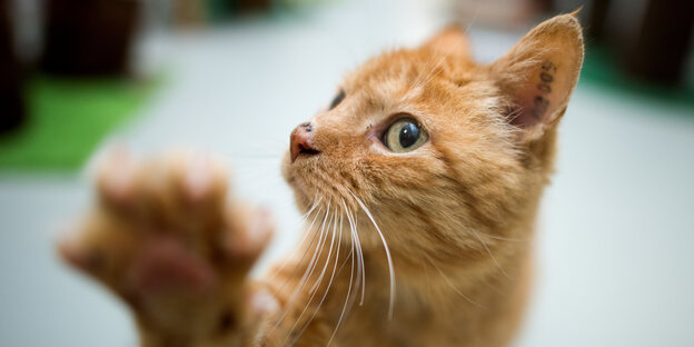 Eine rot-getigerte Katze hebt die rechte Pfote Eine rot-getigerte Katze hebt die rechte Pfote