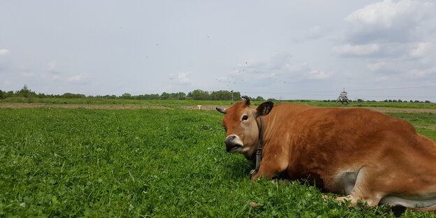 Eine Kuh auf einem Feld Eine Kuh auf einem Feld
