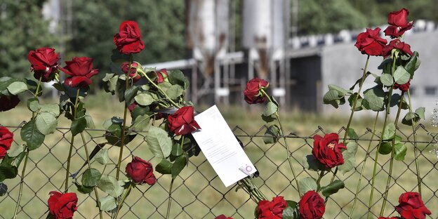 Ein Maschendrahtzaun mit Rosen vor der Schweinefarm Ein Maschendrahtzaun mit Rosen vor der Schweinefarm