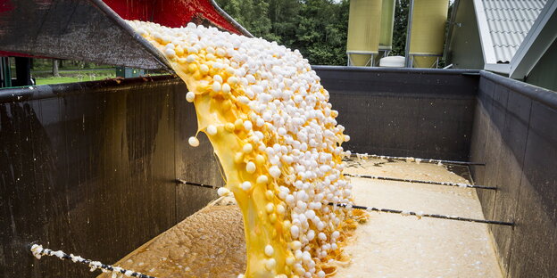 Rund eine Million Eier aus einer Geflügelfarm in Onstwedde (Niederlande) werden zerstört, weil sie mit dem Insektizid Fipronil verseucht sind Rund eine Million Eier aus einer Geflügelfarm in Onstwedde (Niederlande) werden zerstört, weil sie mit dem Insektizid Fipronil verseucht sind