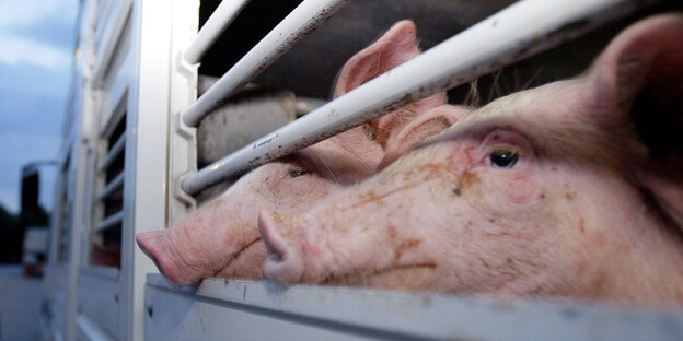Schweine gucken aus einem Tiertransporter heraus Schweine gucken aus einem Tiertransporter heraus