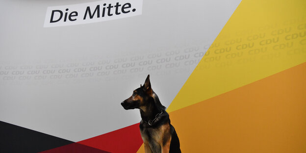 Ein Schäferhund vor einer Wand mit gelb-orangefarbenem-rot-schwarzem Muster