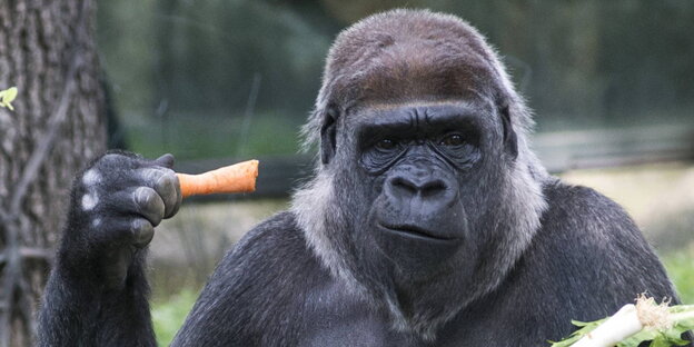 Ein Gorilla mit einer Möhre in der Hand Ein Gorilla mit einer Möhre in der Hand
