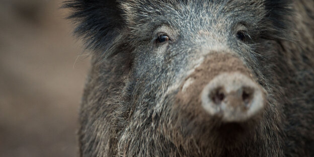 Ein Wildschwein Ein Wildschwein