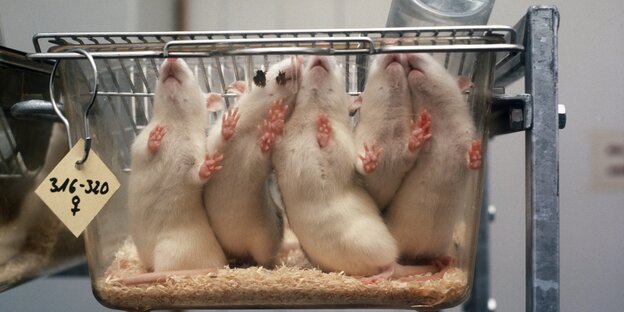 4 Laborratten im durchsichtigen Behälter 4 Laborratten im durchsichtigen Behälter