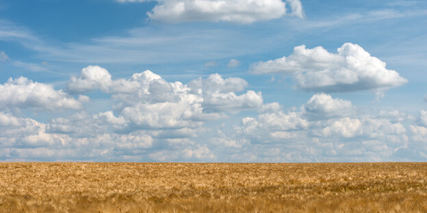 Ein Getreidefeld unter Schäfchenwolken-Himmel. Ein Getreidefeld unter Schäfchenwolken-Himmel.