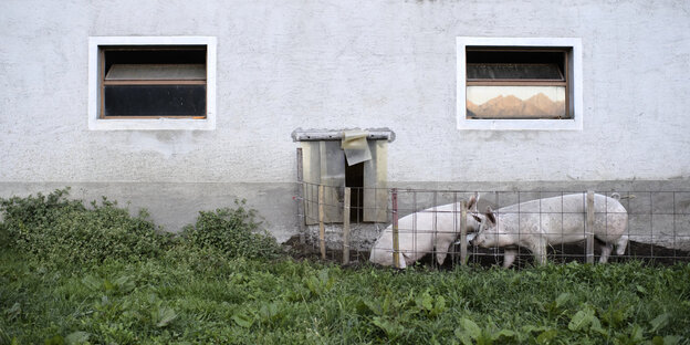 Zwei Schweine in einem Freigehege