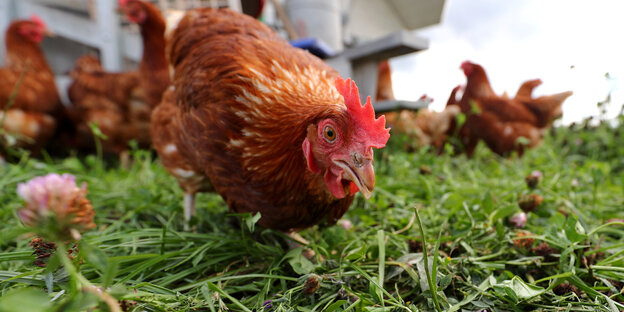 Huhn auf einer Wiese