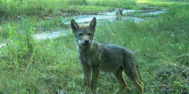 Wolfswelpe schaut in die Kamera Wolfswelpe schaut in die Kamera