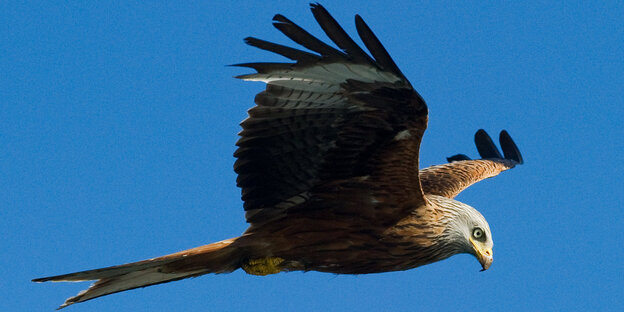 Ein adlerähnlicher Vogel fliegt am blauen Himmel Ein adlerähnlicher Vogel fliegt am blauen Himmel