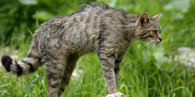Eine Wildkatze macht einen Buckel Eine Wildkatze macht einen Buckel