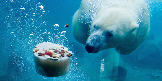 Ein Eisbär im Zoo taucht nach einer Eistorte Ein Eisbär im Zoo taucht nach einer Eistorte