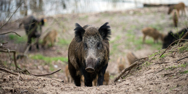 Ein Wildschwein Ein Wildschwein