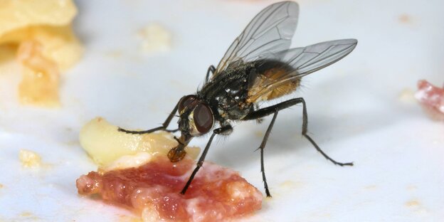 Große Stubenfliege (Musca domestica) Große Stubenfliege (Musca domestica)