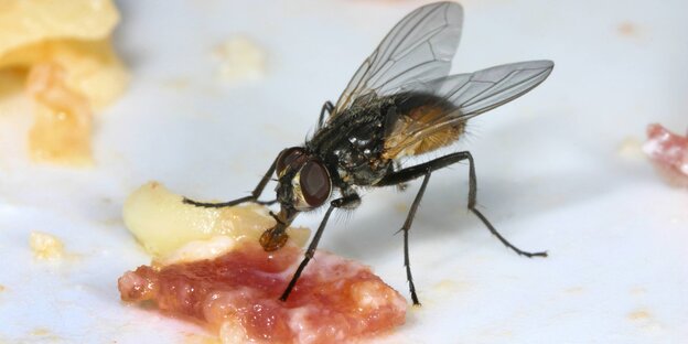 Große Stubenfliege (Musca domestica)