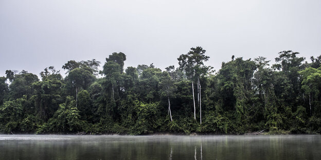 Tropenwald am Amazonas Tropenwald am Amazonas