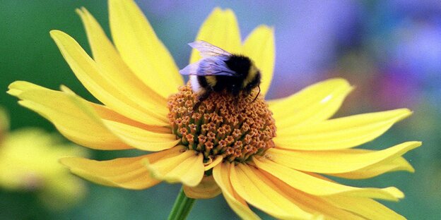 Eine Hummel auf einer Blume Eine Hummel auf einer Blume