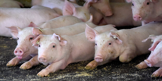 Viele Ferkel, die auf dem Boden liegen Viele Ferkel, die auf dem Boden liegen