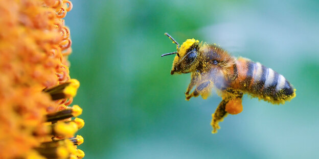 Biene fliegt Blüte an Biene fliegt Blüte an