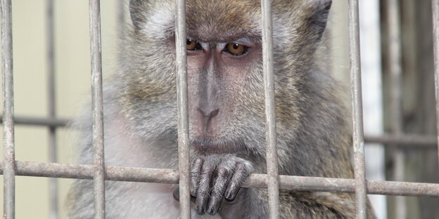 Ein Affe hinter Gittern